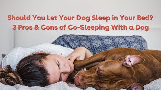 Should You Let Your Dog Sleep in Your Bed? 3 Pros \& Cons of Co-Sleeping With a Dog