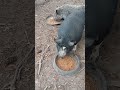 feeding pigs