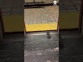 Polite pigeon rides train and then promptly disembarks at stop