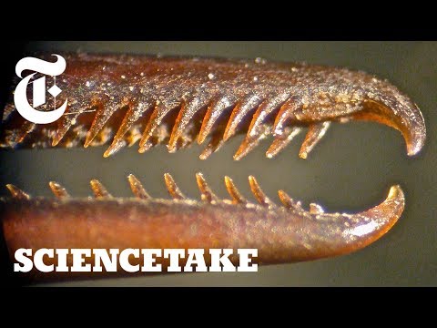 How These Hummingbirds Turned Their Beaks Into Swords | ScienceTake