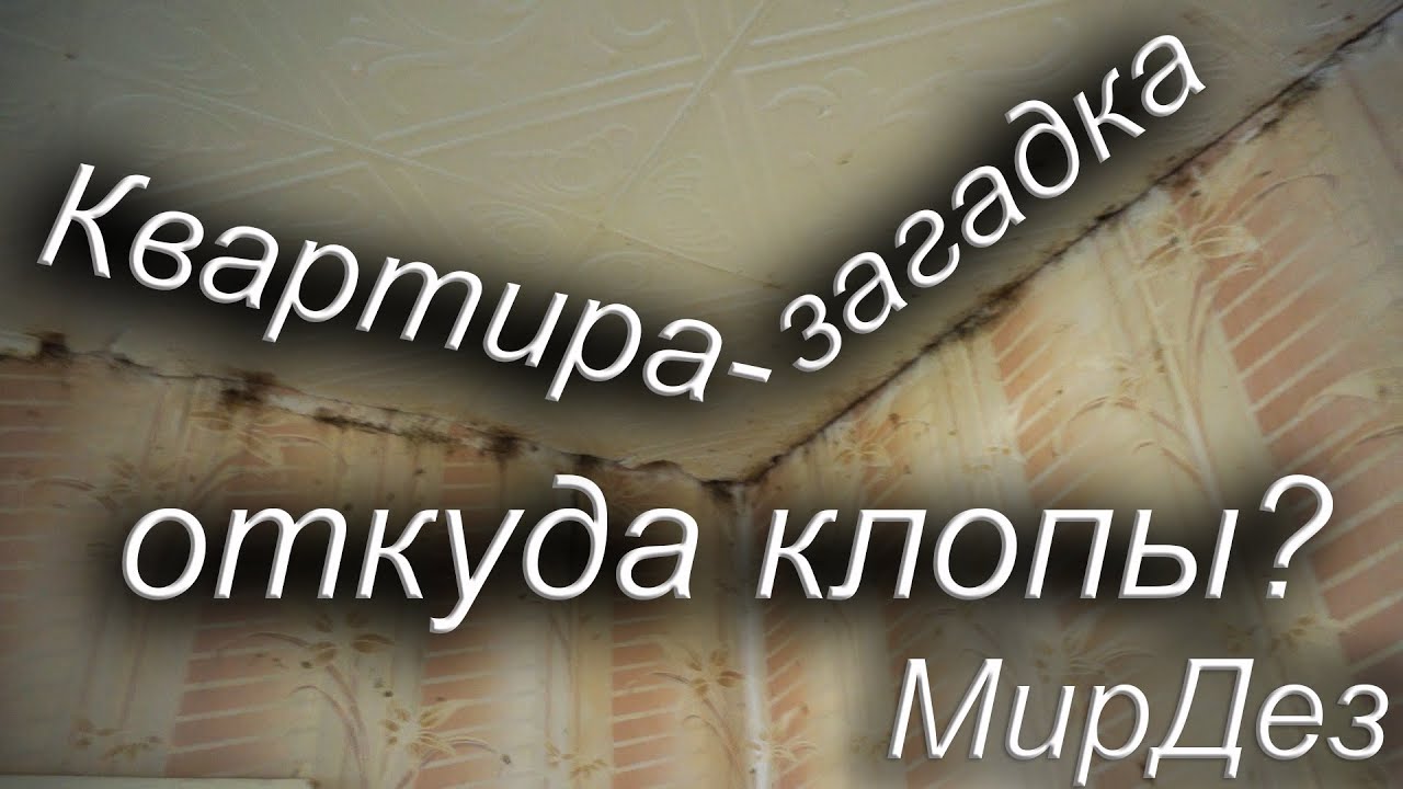 Обработка квартиры от клопов. Лезут от соседей. МирДез (2022г) 11 - YouTube
