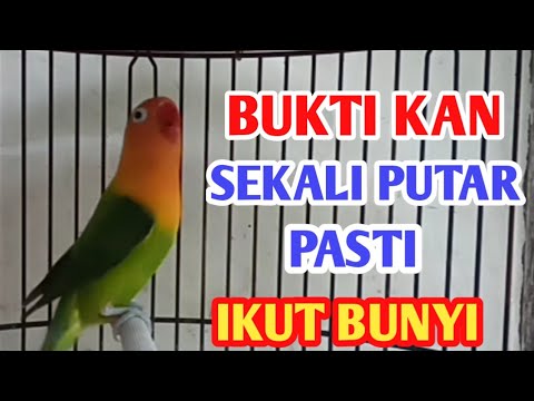 Masteran Suara Burung Lovebird Ini Mampu Membuat Lovebirds Labet Lb