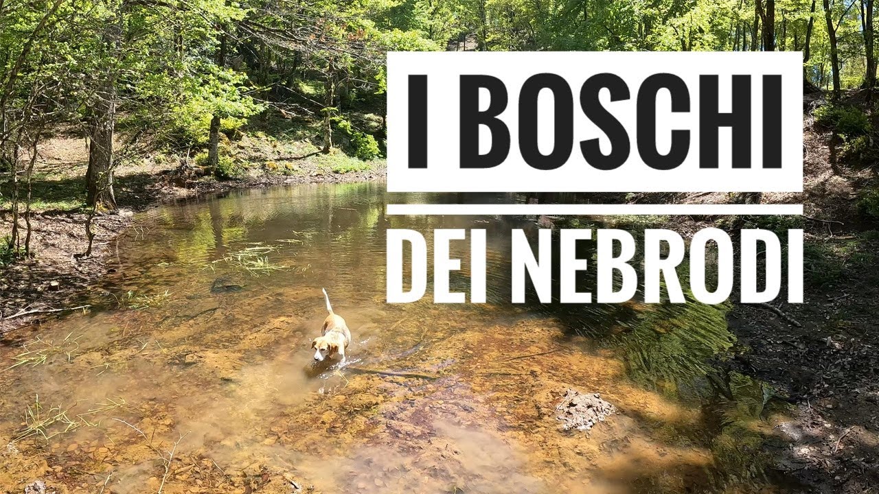 Trekking nei Nebrodi: un viaggio nel bosco della Tassita. Siamo sul territorio di Caronia (Me).