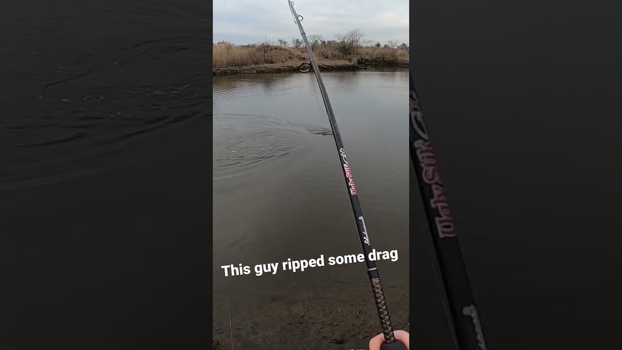 Another March Striped Bass in the tidal creeks of NYC 