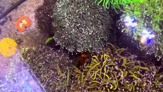 Top Down View Of The Torch Garden