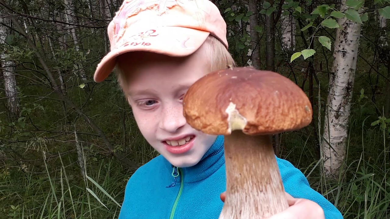 лес грибы прогулка. лес грибы прогулка. лес грибы прогулка. съедобные грибы в лесу. сбор грибов в лесу.