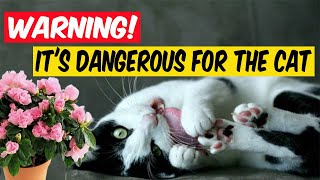 10 Things You Should Hide from Your Cat: Safety First!