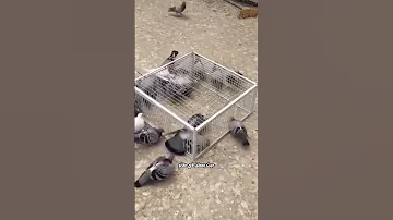 طريقة ذكية لصيد الطيور 