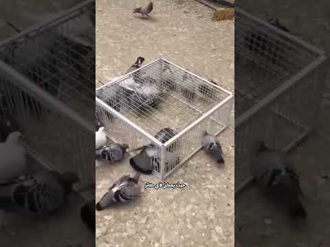 طريقة ذكية لصيد الطيور
