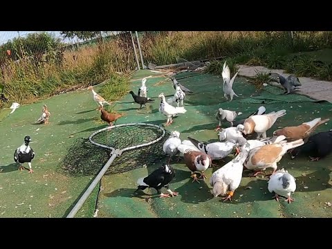 عزلنا حمام لإنتاج وشو بعنا من الحمام وشو خلينا وشو عم نقدم للحمام بهاد الوقت 