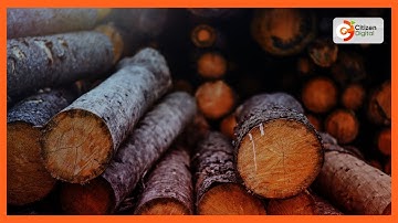 Environmentalist criticize Ruto’s lifting of ban on logging