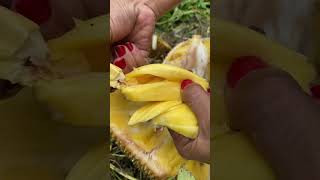 Keunggulan Nangka Madu #nangkamadu
