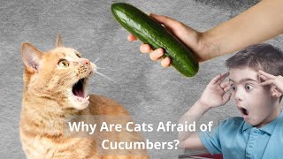 Why Are Cats Afraid of Cucumbers by METARERM 573 views 9 months ago 2 minutes, 37 seconds