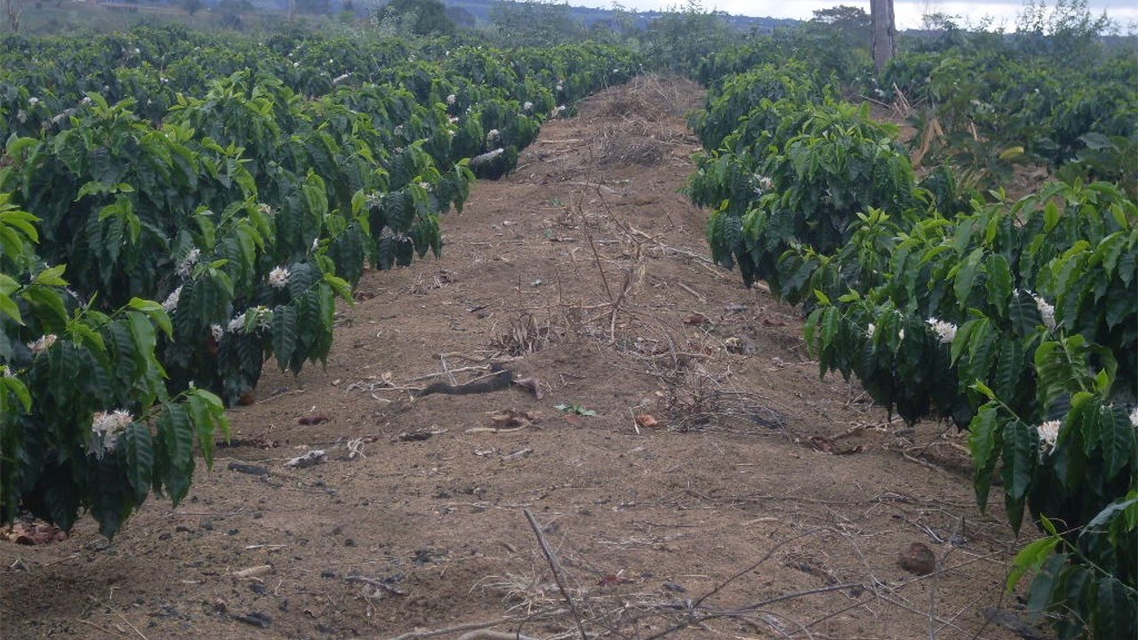 Cultivar Andina: A primeira cultivar de café conilon com potencial