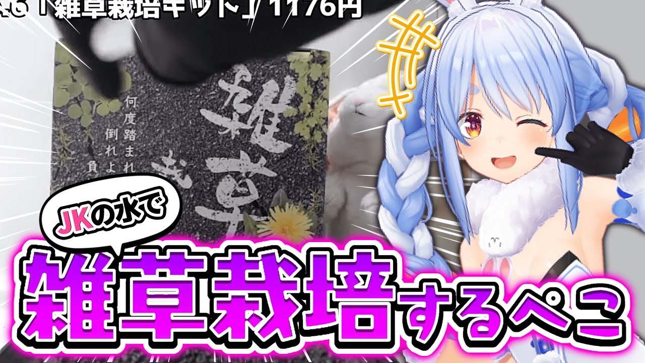 "JKの水"で雑草の栽培を試みようとする兎田ぺこら【ホロライブ切り抜き/兎田ぺこら切り抜き】