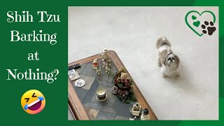 What's up with Lacey's barking for no reason...again?! 🤔😂 | Cute and funny Shih Tzu dog 🐾