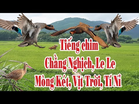 Video Tiếng chim chằng nghịch, mòng két, vịt trời, le le, tí... - youtube