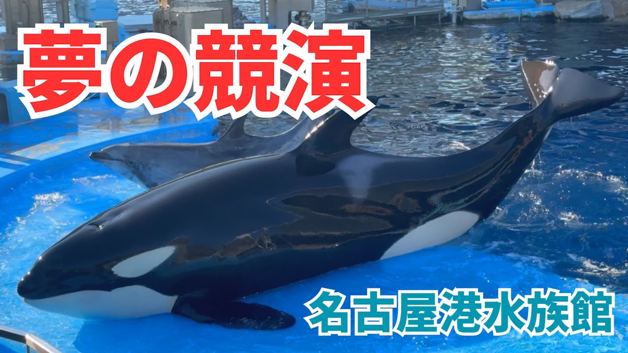 【夢の共演】シャチのリンとイルカがいっしょに練習！名古屋港水族館