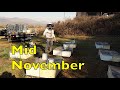 Pre-Winter Colony Management, Mid November 2023