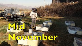 Pre-Winter Colony Management, Mid November 2023 by Bob Binnie 18,779 views 6 months ago 9 minutes, 9 seconds