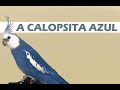 O que é a tão falada calopsita AZUL?