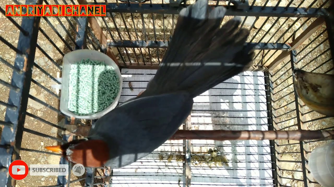 Poksay Mandarin perawatan harian burung Poksay Mandarin supaya gacor