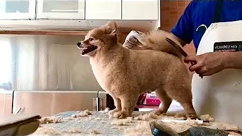 Video 4195361: persian cat, pet grooming, bath grooming, lion cut
