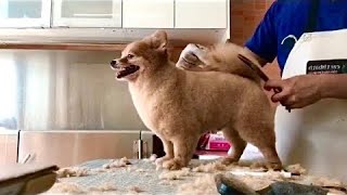 German Spitz Full Grooming Bath & Haircut | Pet Grooming TV by Pet Grooming TV 173 views 6 months ago 11 minutes, 45 seconds