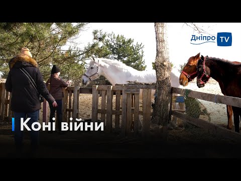 🐴«Тримайся за гриву»: у Дніпрі коні-переселенці реабілітують травмованих війною людей