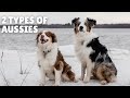 2 Types Of Mini Australian Shepherds