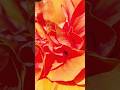 orange color s flowers are blooming || home gardening| #youtubeshorts #flowers #gardening #nature