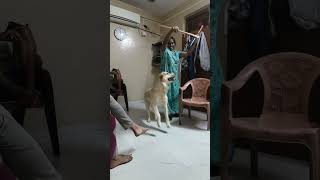 golden retriever ? Gracy full day Masti ?