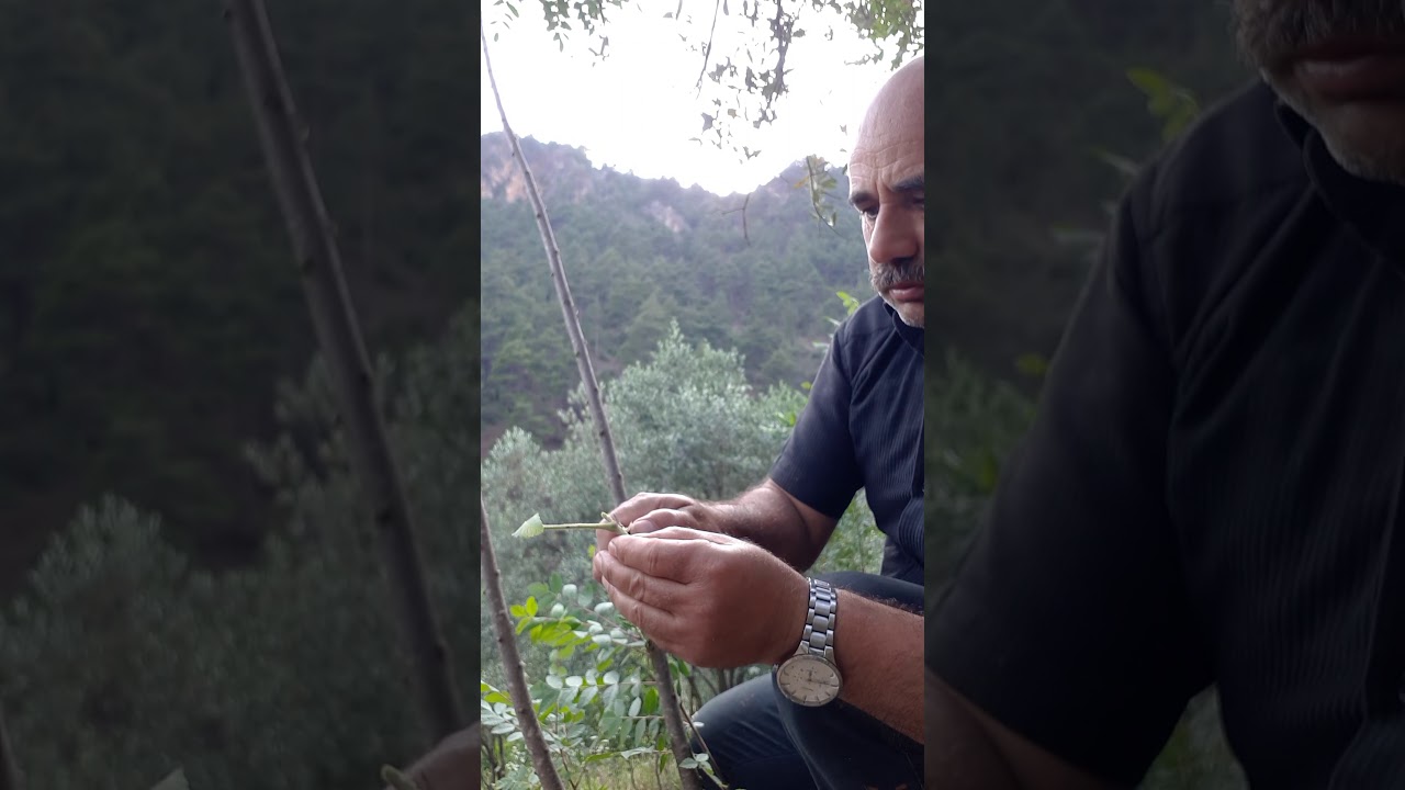 SUMAK AĞACI AŞILAMA