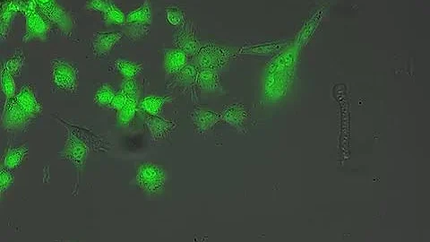 Mouse genetically-modified stem cells via transmitted light and fluorescence imaging - DayDayNews