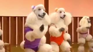 Army Of Poodles Marching With A Lady With Huge Biceps