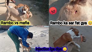 Rambo Vs Mafia Pitbull Fight - Sar Fat Gya