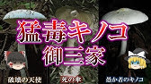 コメ付き 魔理沙と学ぶ東方毒キノコ講座1 Youtube コメ付き 魔理沙と学ぶ東方毒キノコ講座1 Youtube