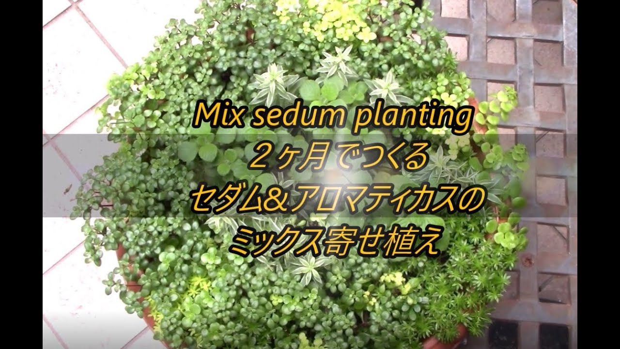 「セダムとアロマティカスのＭＩＸ寄せ植え」 多肉ファン How to grow Succulent Japan