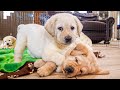 Puppies Get The Zoomies During Play Time!!