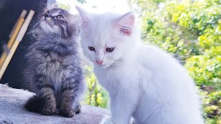 CUTE ANIMALS  CATS CUTES  STACY CAT  BILLI KARTI MEOW MEOW  野良猫保護  VS 115