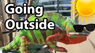 How to take a chameleon outside