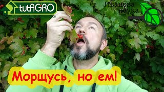 КОГДА ПРАВИЛЬНО УБИРАТЬ КАЛИНУ, чтобы была вкусная и полезная. Польза и противопоказания калины.