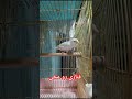 قناری رو مخی سهره دهندار سهره بخون سایره جل طرقه بلبل بلبل هزار دستان عروس هلندی طوطی مرغ مینا قناری 