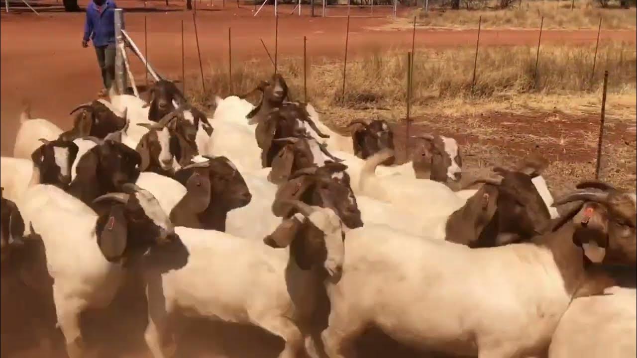 Boer Goat Farm South African YouTube boer-goat-farm-south-african-youtube