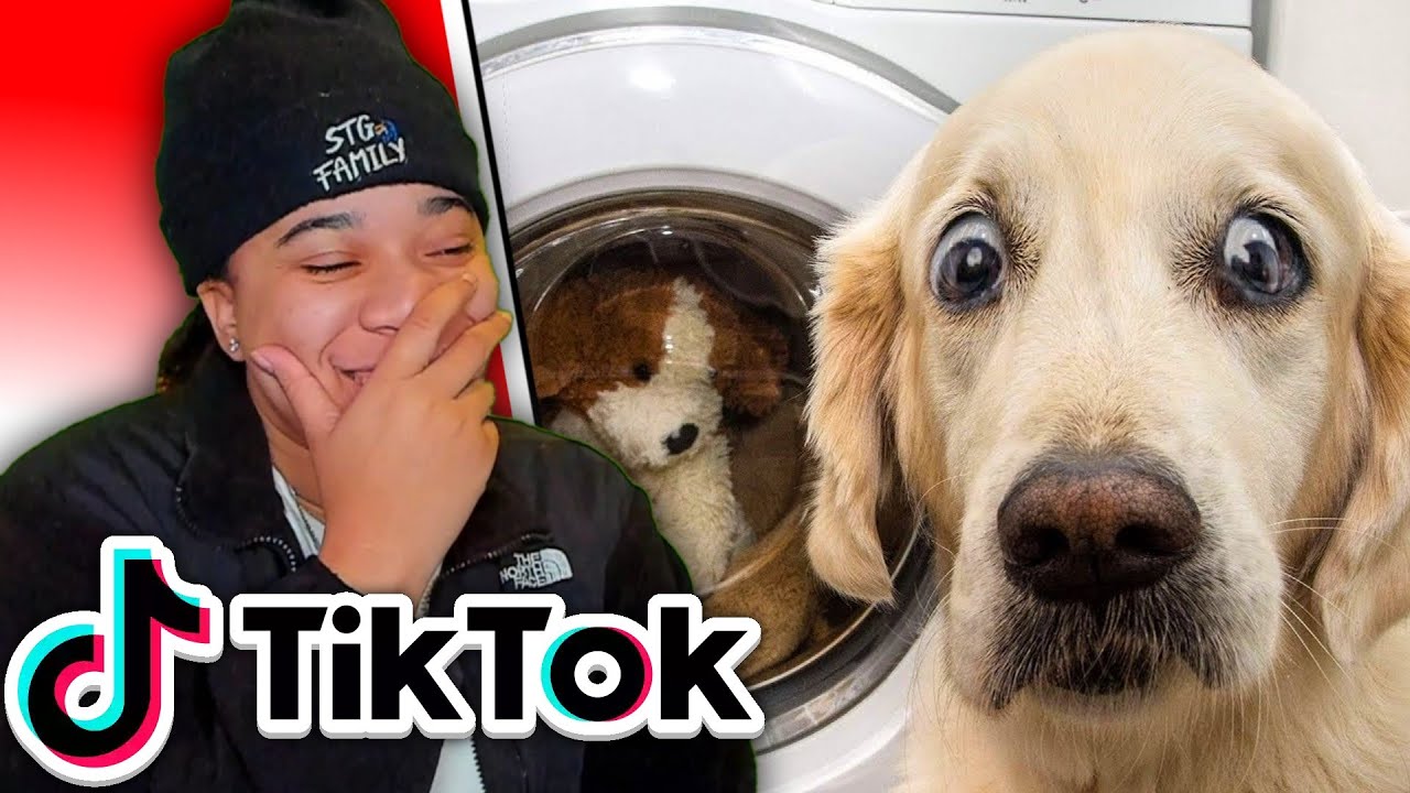 TikTok Try Not To Laugh: Pet Edition