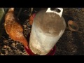 Süße Hühner beim Trinken || Tiervideos - Hühner trinken