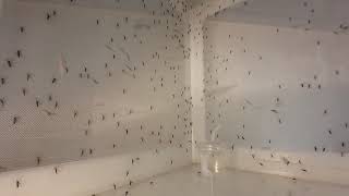 The sound of 499 mosquitoes