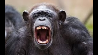 Random Chimp Event