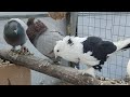 Как надо спаривать бойных голубей ? 1 часть