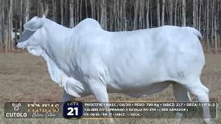 21